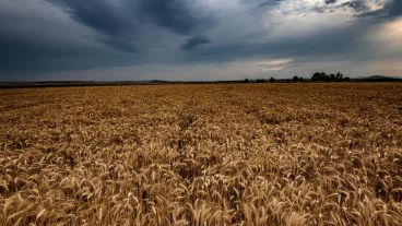 Gracias a las lluvias, se proyecta que en lotes donde se pudieron realizar siembras tempranas se podrán superar los techos productivos.