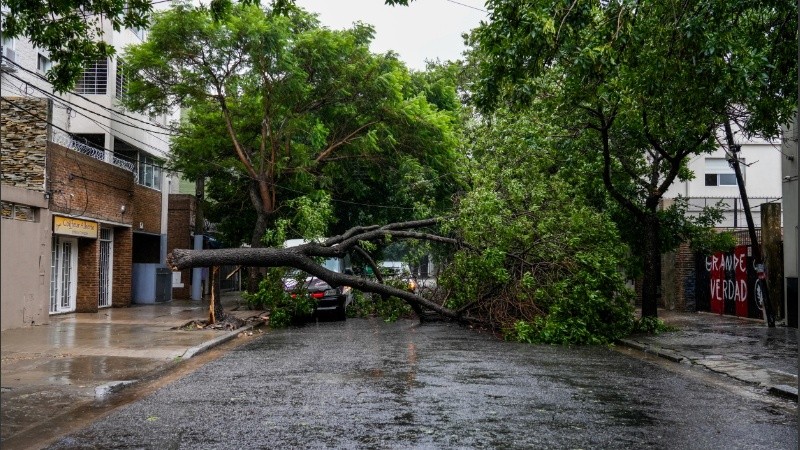 Un árbol caído en La Paz al 200.