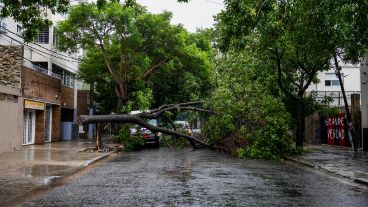 Un árbol caído en La Paz al 200.