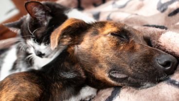 El cuidado de las mascotas también afectado por la escalada de precios.