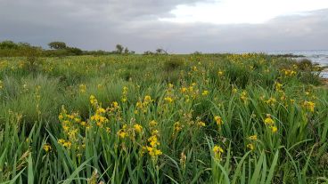 Bonita pero peligrosa: la especie desplaza a gran velocidad la biodiversidad nativa.