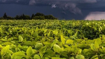 Utilización de soja cruda dañada por excesos de lluvia en el engorde de  vacunos a corral. - Sociedad Rural de Rosario