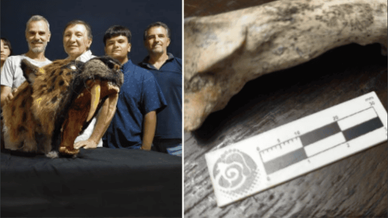 El fósil fue encontrado en un sector de barrancas.