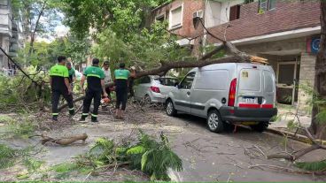 La rama impactó contra dos autos estacionados en la cuadra.