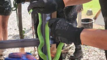 Enroscada en el árbol, la culebra de unos 60 centímetros se camuflaba con el verde del follaje.