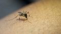 Hubo diez nuevas muertes por dengue en la provincia, pero ratifican la “curva descendente” de casos