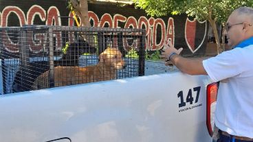 Los perros fueron puestos en un canil para ser llevados a resguardo para su adopción. Estaban desnutridos.