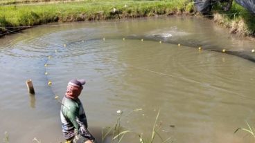 En Santa Fe, hay desarrollos en estanques y en jaulas colocadas en la orilla del Paraná.