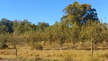 Frutas de carozo. El rubro legal de Vicente Pignata.