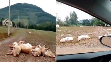 Cerdos muertos en medio de las inundaciones en Brasil.