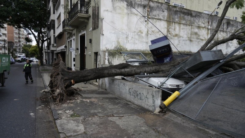 El árbol se desmoronó sobre autos en un estacionamiento céntrico.