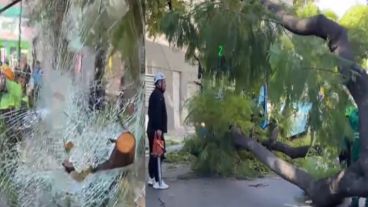 El árbol perforó el parabrisas del colectivo.