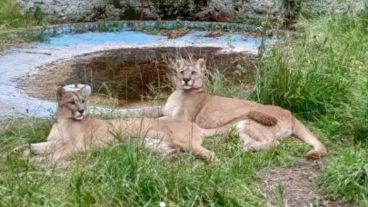 Los animales tienen 15 años cada uno y llevan 13 viviendo en cautiverio.