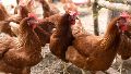 Gripe aviar: confirman en México la primera muerte humana del mundo pero aseguran que "no existe riesgo de contagio"
