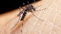 Dengue: Nación informó un descenso en el número de infectados en las últimas ocho semanas