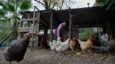 En el gallinero tienen 25 ponedoras y 25 para pollo criado a campo.