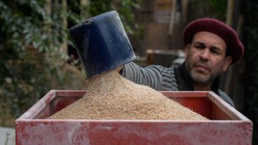 Martín proceso unos 500 kilos de harina de trigo agroecológico en una doble jornada.