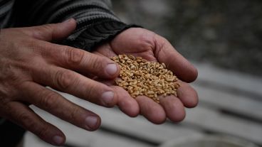 El trigo se cultiva en otros campos. La chacra tiene dos hectáreas.