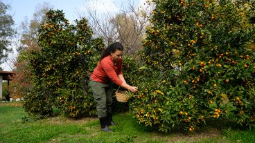 Cecilia se encarga de cosechar los frutos y preparar dulces y conservas.