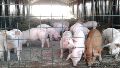 Productores porcinos piden mejor precio: "Nos pagan 30% menos que hace seis meses, pero en los mostradores la carne no bajó a ese nivel"