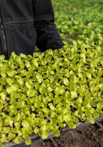 El grito de Máximo Paz: un invernadero de trabajo local con alimento saludable y barato