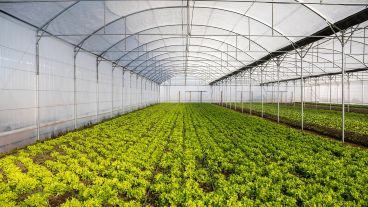 En Máximo Paz ya funcionan invernaderos, cultivos a cielo abierto y fábrica de conservas.