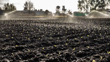 En Máximo Paz ya funcionan invernaderos, cultivos a cielo abierto y fábrica de conservas.