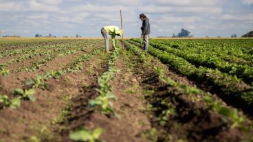 En Máximo Paz ya funcionan invernaderos, cultivos a cielo abierto y fábrica de conservas.