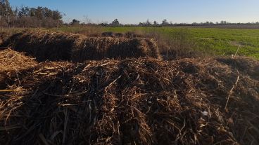 Huevos, pasturas y frutales es la primera etapa. Proyecan sumar animales y una sala de faena.