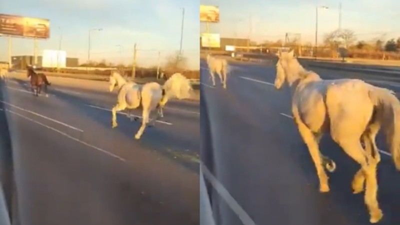 Los caballos en la Panamericana.