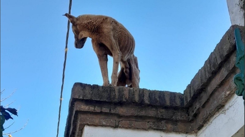 El animal vivía en el techo de una casa sin agua ni comida