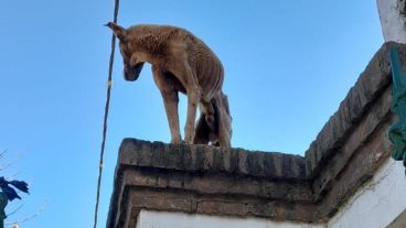 El animal vivía en el techo de una casa sin agua ni comida