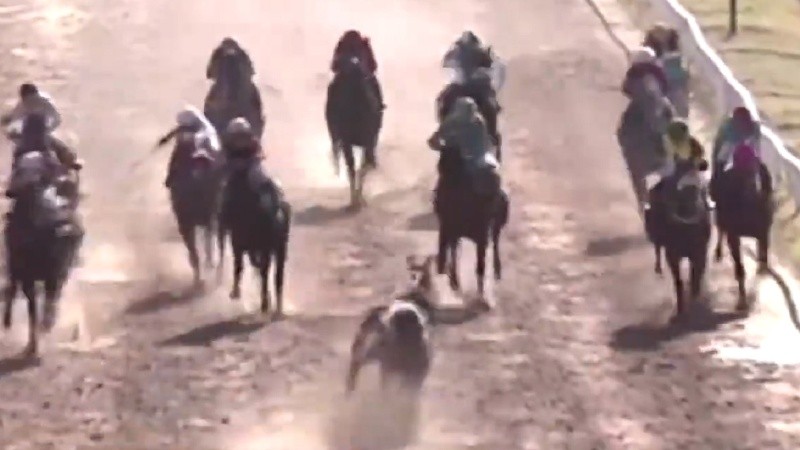 La insólita situación ocurrió este domingo en el Hipódromo de Rosario.