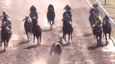 La insólita situación ocurrió este domingo en el Hipódromo de Rosario.