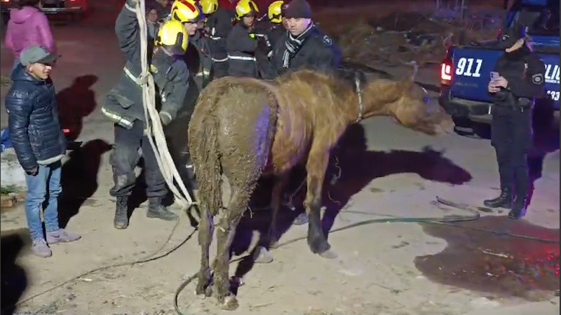 El caballito fue sacado del pozo sano y salvo.