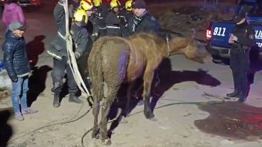 El caballito fue sacado del pozo sano y salvo.