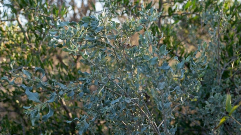 Yerba del diablo, crece sobre hormigueros gigantes. Es una planta con gusto salado. (@ivandufour.ph)