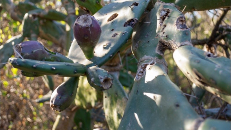 Tunas, sus frutos son comestibles. (@ivandufour.ph)