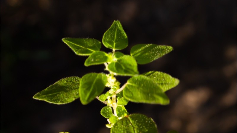 Las propiedades de las plantas soivestres son de lo más variadas. (@ivandufour.ph)