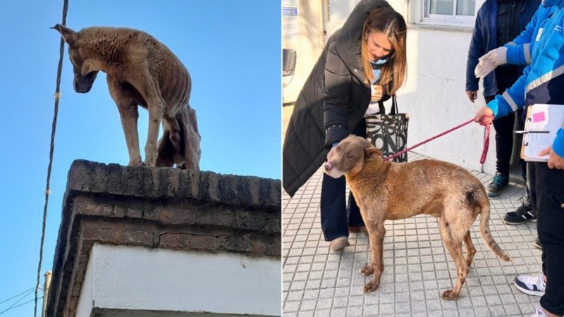 Se intensifican los operativos de rescate animal.