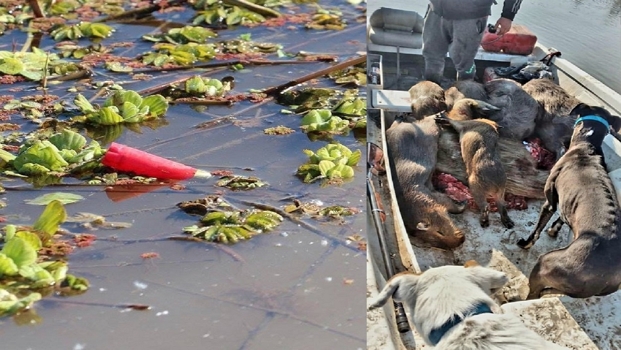 Cartuchos de escopeta detectados por los activistas y una serie de carpinchos cazados en las islas para vender en tierra santafesina.