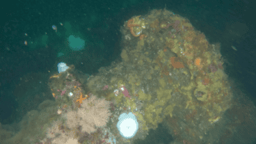 Los cazadores de naufragios buscaron en la zona a bordo de un antiguo buque de pesca de cangrejos.