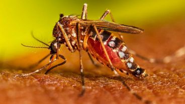 Identificaron una mutación genética que le brinda una alta resistencia a los insectos aedes aegypti cuando se les aplican insecticidas del grupo de los piretroides.