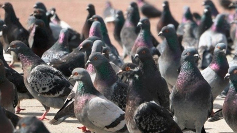 Al igual que en las ciudades, las palomas generan problemas en los campos.