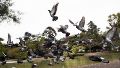 Palomas levantan vuelo en el parque Independencia.