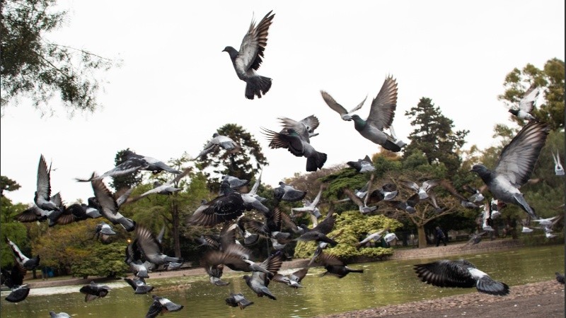 Palomas levantan vuelo en el parque Independencia.