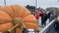 Calabaza gigante rompió récords: pesó más de mil kilos