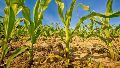 Las lluvias le dieron un respiro al campo: “Pasamos a estar en condiciones casi ideales”