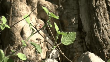 Así se ven este martes las abejas en el árbol donde ocurrió el ataque al vecino.