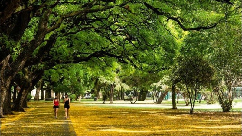 Las tipas del Parque Independencia, tomadas por las chicharritas de la espuma.